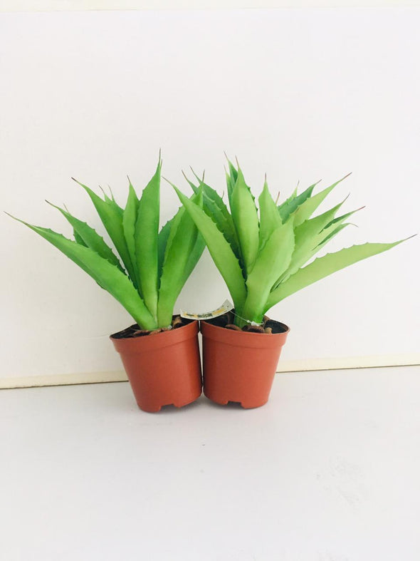 Aloe plant 20 cm avec pot