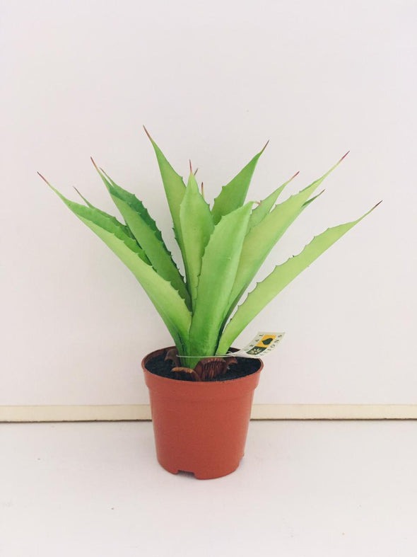 Aloe plant 20 cm avec pot