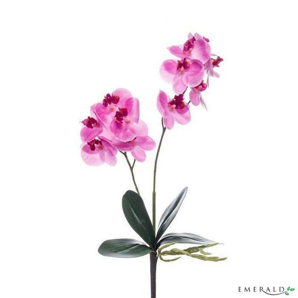 3 Phalaenopsis mini pink - CoraliaGarden™