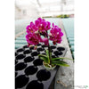 3 Phalaenopsis mini pink - CoraliaGarden™