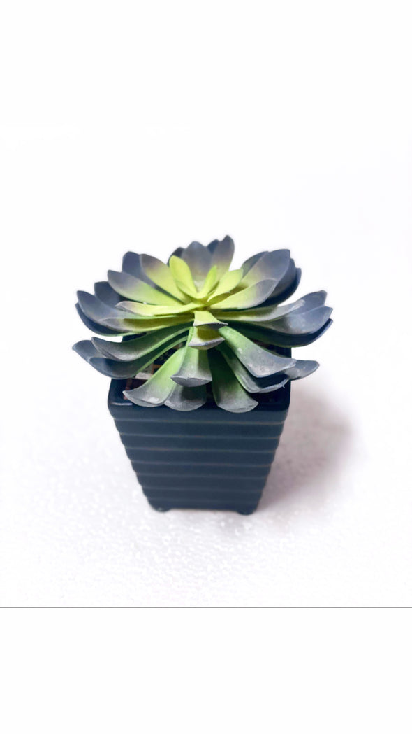 Echeveria violet dans un pot noir 10cm - CoraliaGarden™