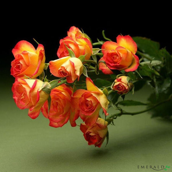 7 Rose bud spray yellow/orange 60cm - CoraliaGarden™