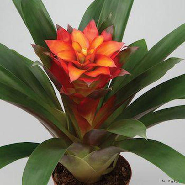 Vriesea 50cm orange sans pot - CoraliaGarden™