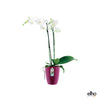 Brussels diamond orchidée haut cerise - CoraliaGarden™