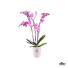 Brussels diamond orchidée haut rose pastel - CoraliaGarden™