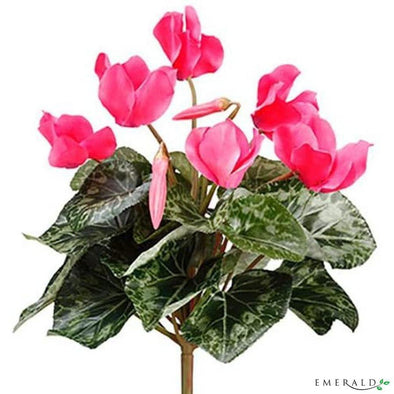 Cyclamen mini bush cerise 25cm - CoraliaGarden™