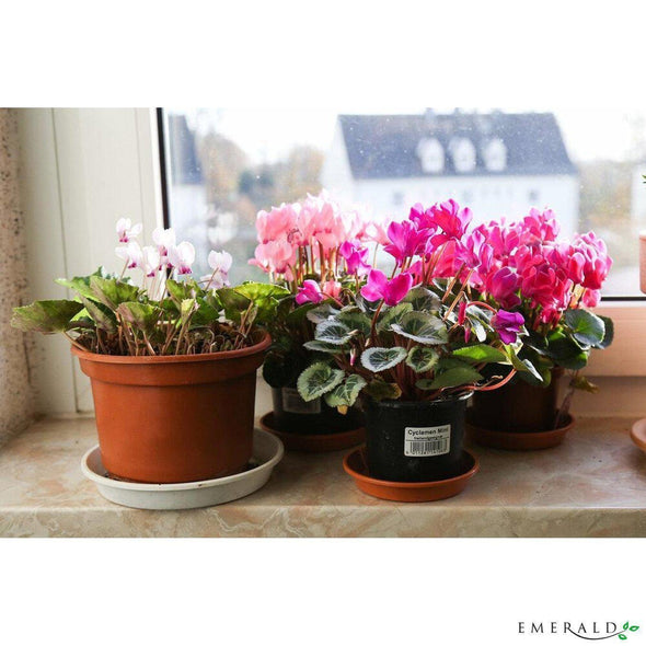 Cyclamen mini bush cerise 25cm - CoraliaGarden™