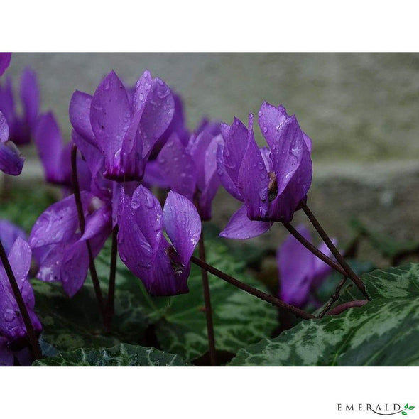 Cyclamen mini bush purple 25cm - CoraliaGarden™