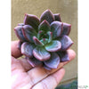 Echeveria violet dans un pot noir 10cm - CoraliaGarden™