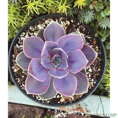 Echeveria violet dans un pot noir 10cm - CoraliaGarden™