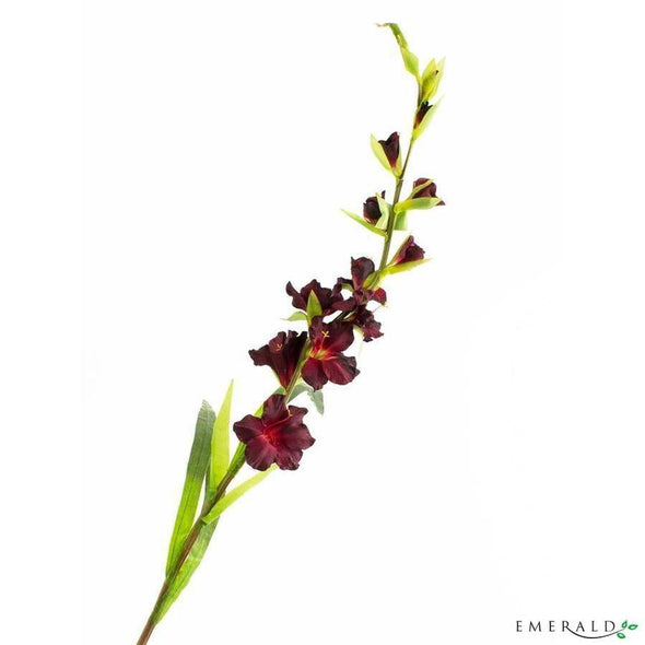 Gladiolus spray burgundy 90cm - CoraliaGarden™