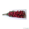 Gladiolus spray burgundy 90cm - CoraliaGarden™