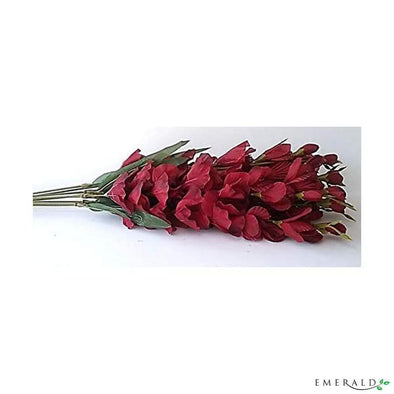 Gladiolus spray burgundy 90cm - CoraliaGarden™