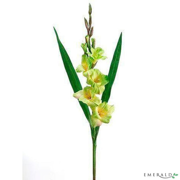 Gladiolus spray green 90cm - CoraliaGarden™