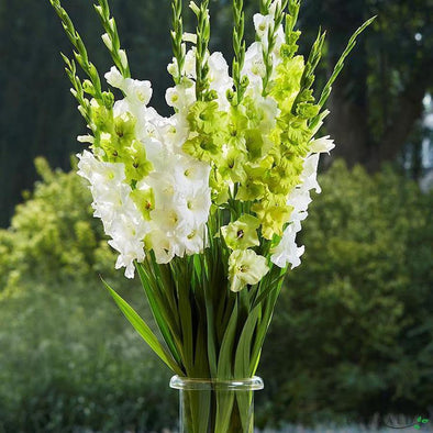 Gladiolus spray green 90cm - CoraliaGarden™