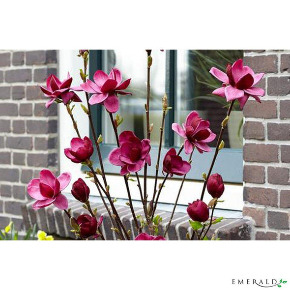 Magnolia spray burgundy 90cm - CoraliaGarden™