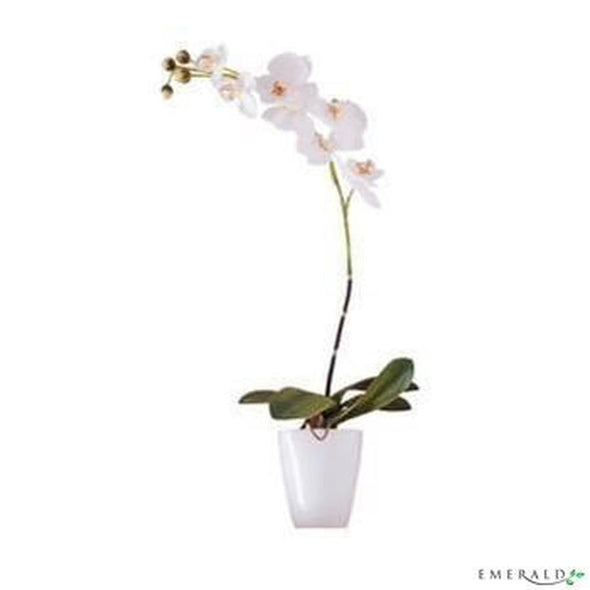 Phalaenopsis cream/burgundy sans pot - CoraliaGarden™