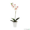 Phalaenopsis cream/burgundy sans pot - CoraliaGarden™