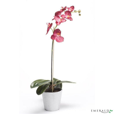 Phalaenopsis dk lilae dans un pot blanc 13.5cm - CoraliaGarden™