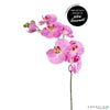 Phalaenopsis zebra spray purple 80cm - CoraliaGarden™