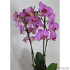 Phalaenopsis zebra spray purple 80cm - CoraliaGarden™