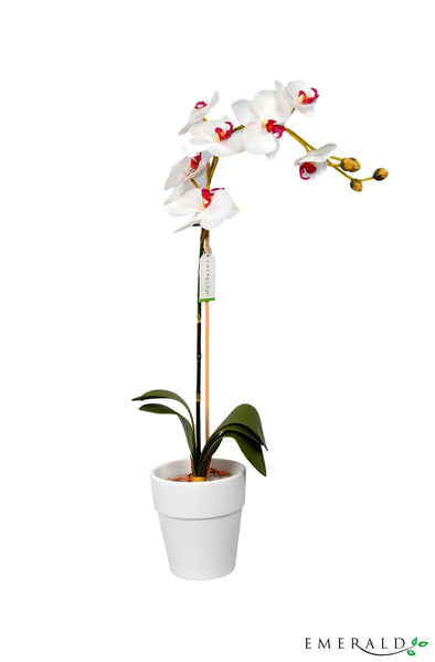 Phalaenopsis cream/burgundy dans un pot blanc 13.5cm - CoraliaGarden™