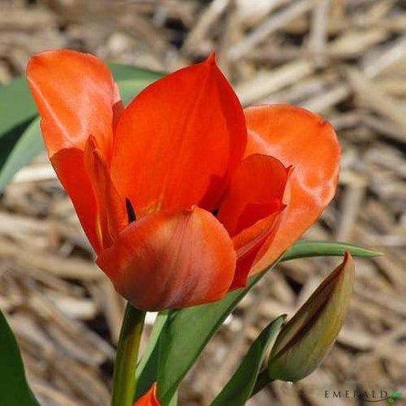 Tulip pick dk orange 16cm - CoraliaGarden™