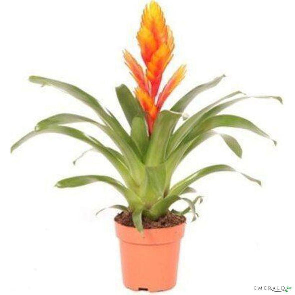 Vriesea 50cm orange sans pot - CoraliaGarden™