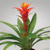 Vriesea 50cm orange sans pot - CoraliaGarden™